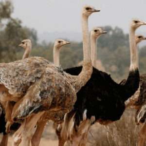 Agadir Safari Desert & National park Visit