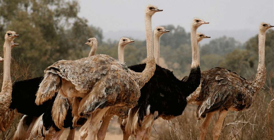 Agadir Safari Desert & National park Visit