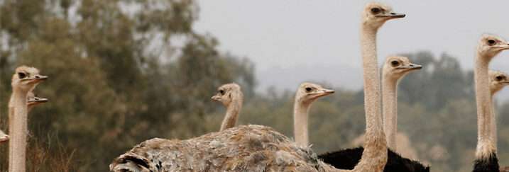 Agadir Safari Desert & National park Visit