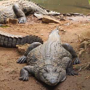 Agadir Crocodile & Anaconda Park