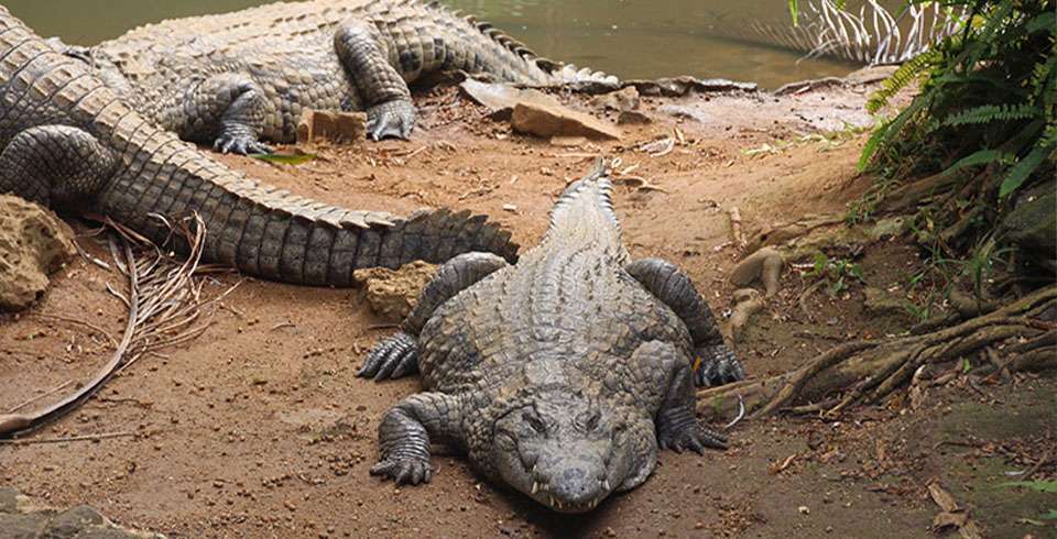 Agadir Crocodile & Anaconda Park