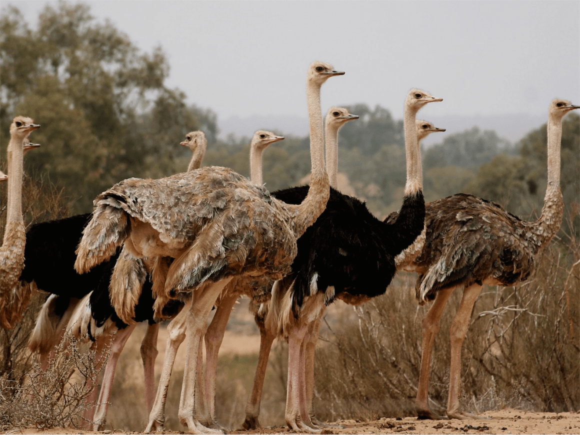 Agadir Safari Desert & National park Visit