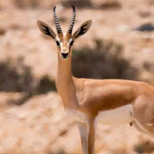 Agadir Safari Desert & National park Visit