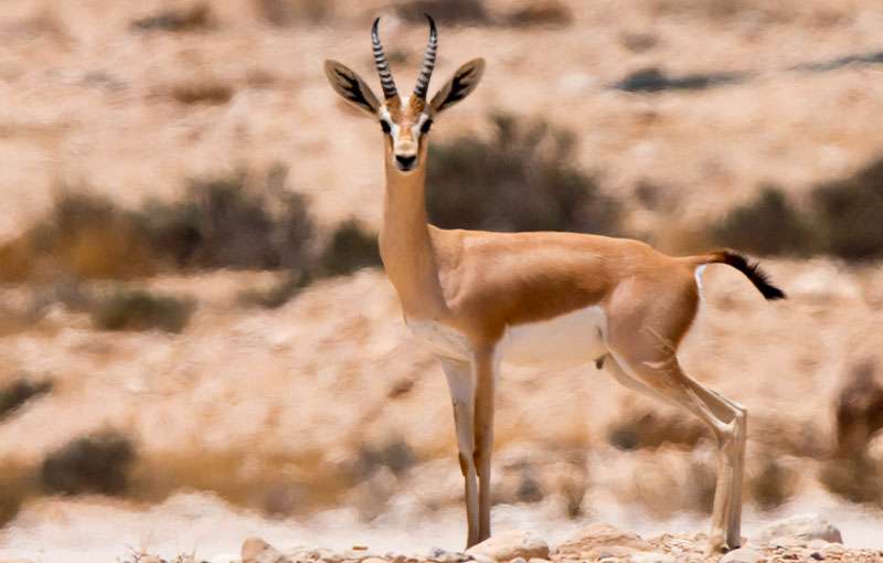 Agadir Safari Desert & National park Visit