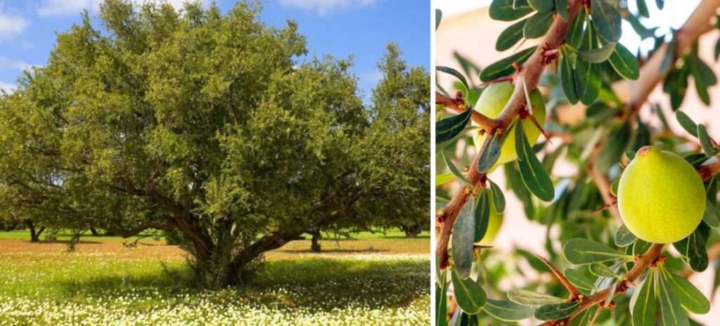 Argan Oil Tree and seed