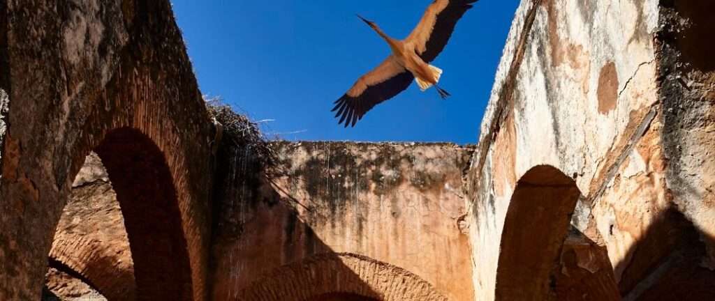 Explore the Enigmatic Chellah Necropolis in Rabat, Morocco stork